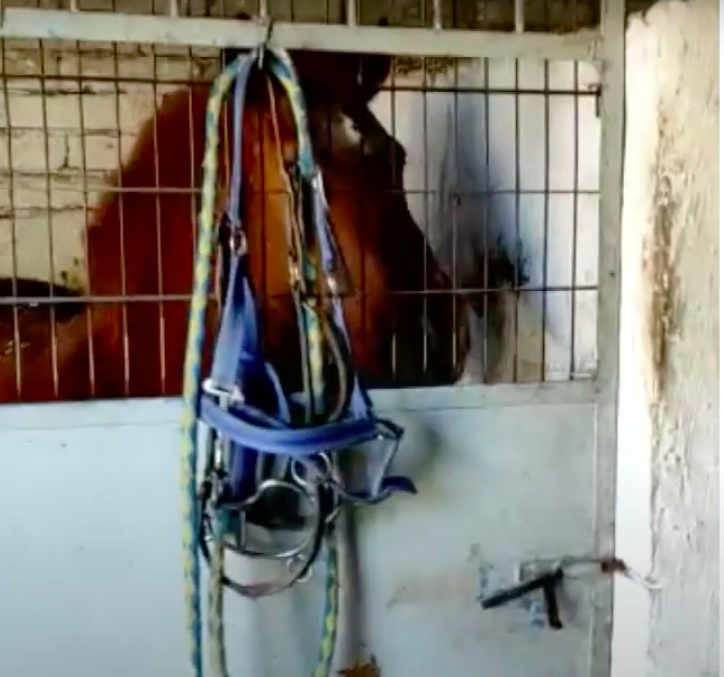 Catania, corse clandestine cavalli e violenze su animali, 5 denunciati