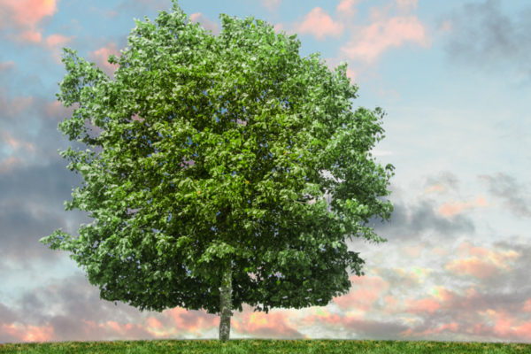 Servizio civile, domande entro il 15 febbraio per progetto Enapa