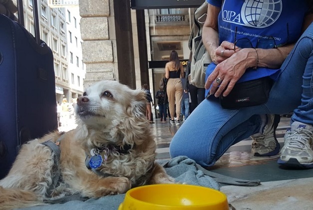 Oipa, “Aprite i centri d’accoglienza anche ai clochard con cani”