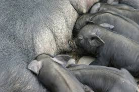 Suini in fuga, campagna abbattimenti, l’appello di Attiva Sicilia