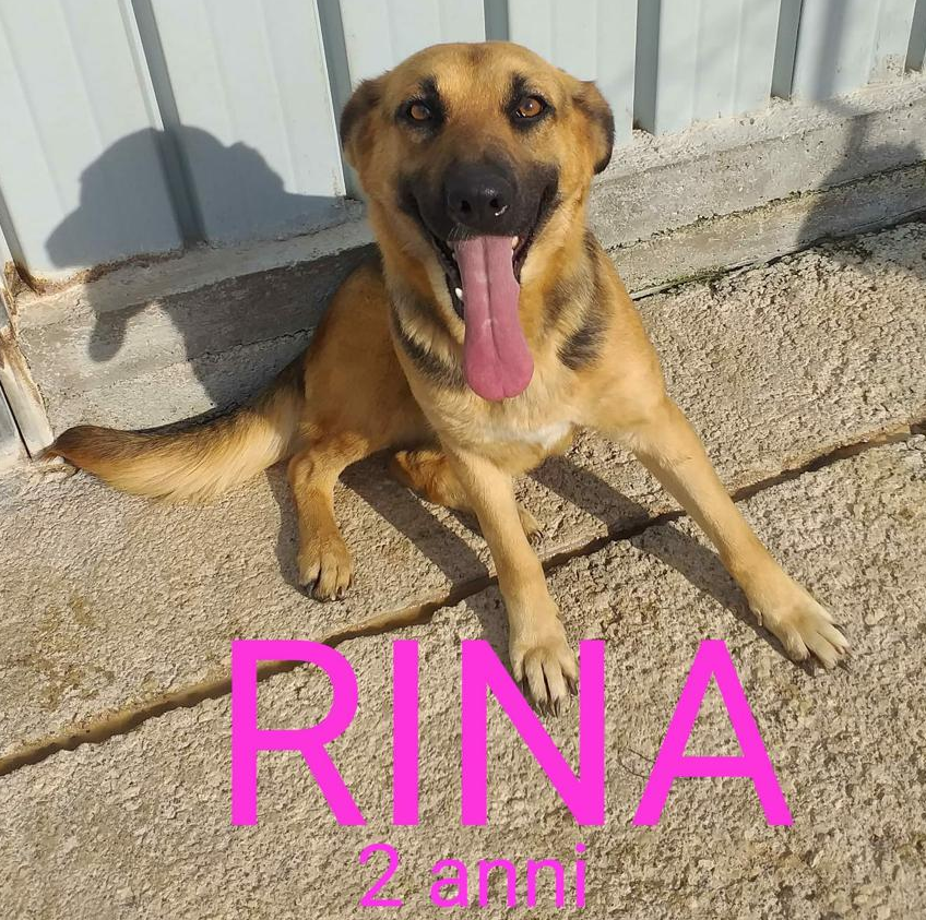 Cani randagi, a Catania possibili le adozioni online