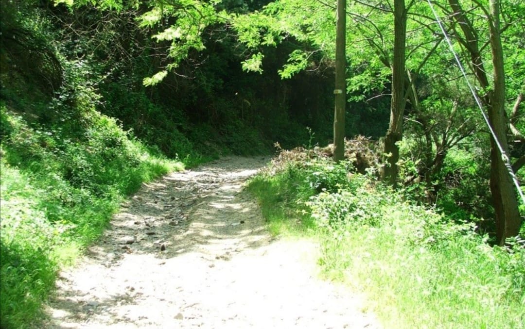 Messina, Verde urbano, in arrivo il regolamento