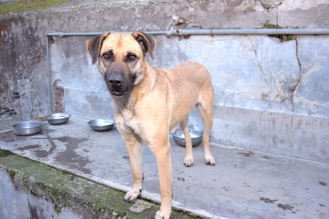 Galleria foto 'Randagismo, il ruolo delle associazioni e animali da adottare' - foto 3