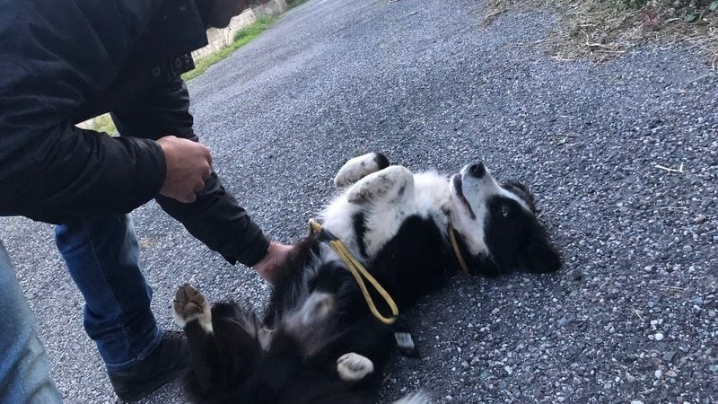 Garpez, il cane senza zampa in cerca di adozione ufficiale