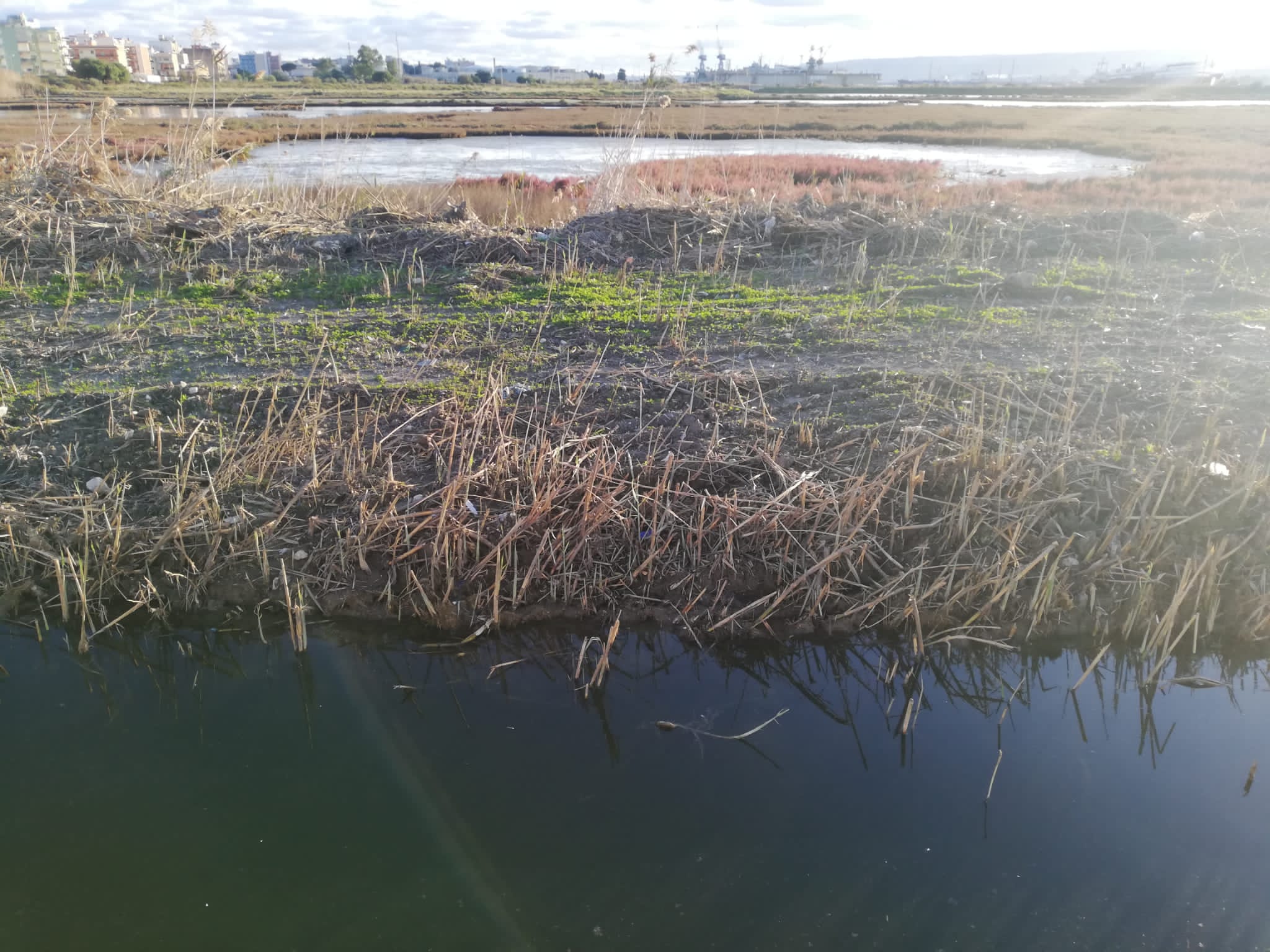 Galleria foto 'Taglio canneto saline Augusta, scontro Soprintendenza-sindaco' - foto 2