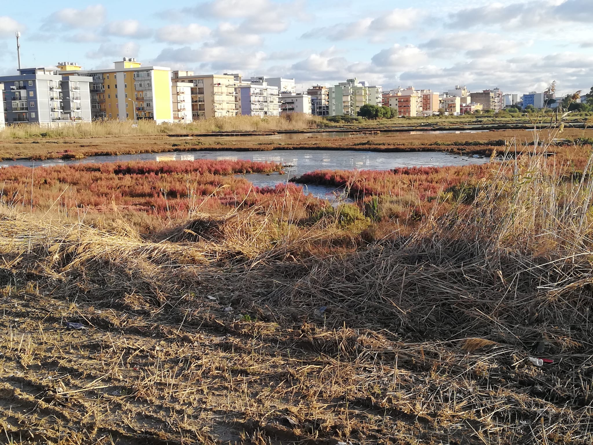 Galleria foto 'Taglio canneto saline Augusta, scontro Soprintendenza-sindaco' - foto 1