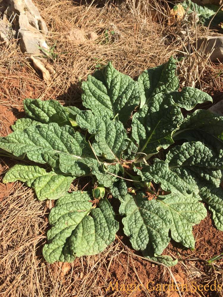Castelvetrano, scambiano mandragora e borraggine, in Rianimazione