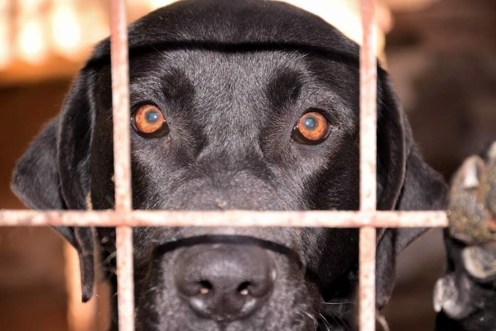 Randagismo, il ruolo delle associazioni e animali da adottare