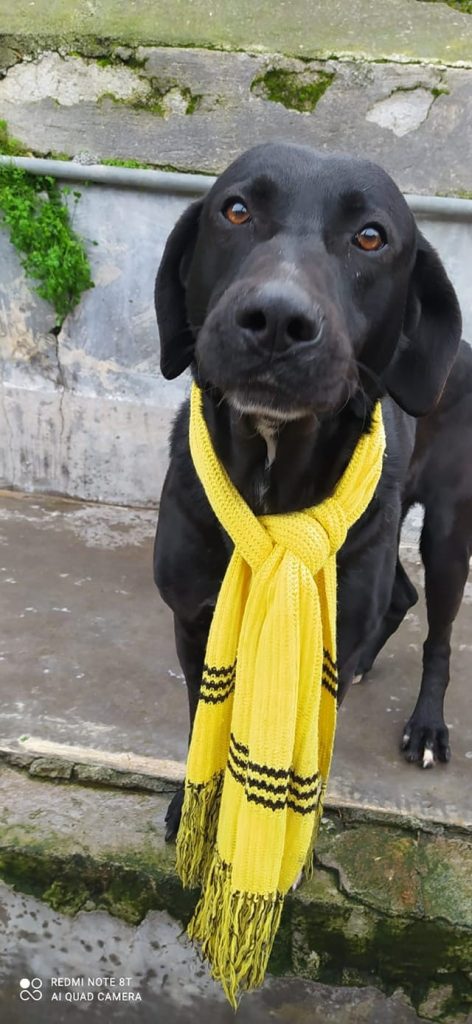 Randagismo, il ruolo delle associazioni e animali da adottare