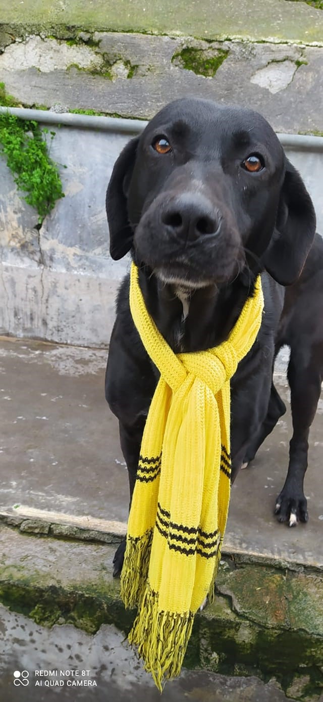 Galleria foto 'Randagismo, il ruolo delle associazioni e animali da adottare' - foto 5