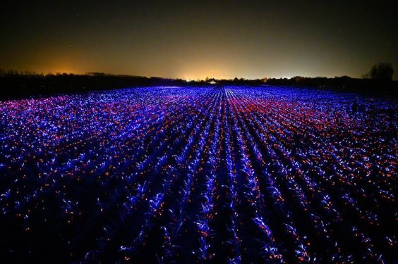 Il campo di luci che fa crescere le piante
