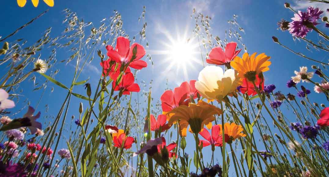 Arriva la Primavera, anche in Sicilia temperature oltre 20 gradi