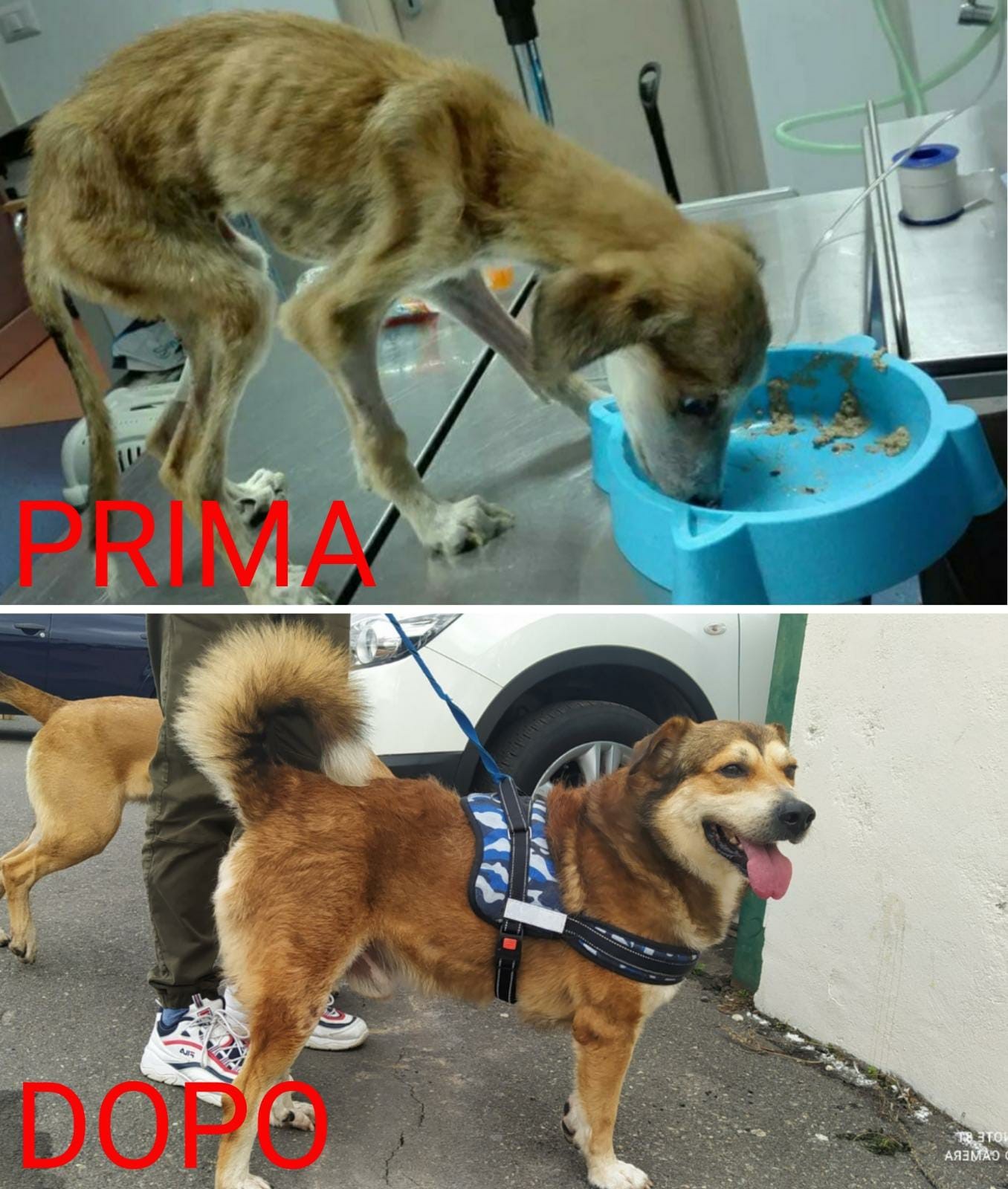 Galleria foto 'Randagismo, il ruolo delle associazioni e animali da adottare' - foto 4