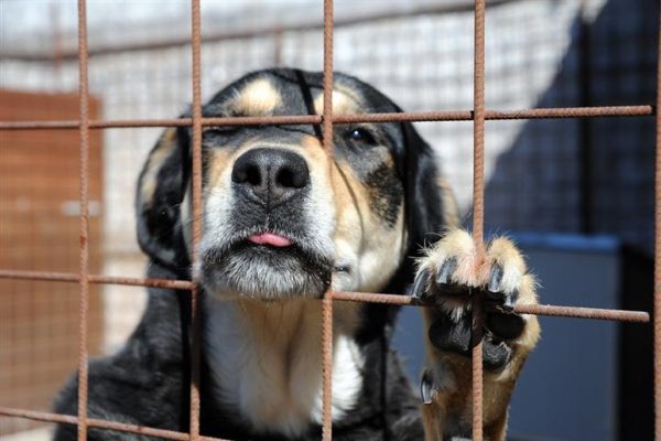 Maltrattamento animali, 18 cani stipati in un furgone al caldo Maltrattamento animali, 18 cani stipati in un furgone al caldo