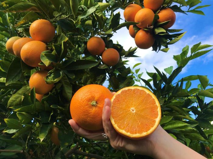 Furti nelle campagne, escalation in Sicilia orientale