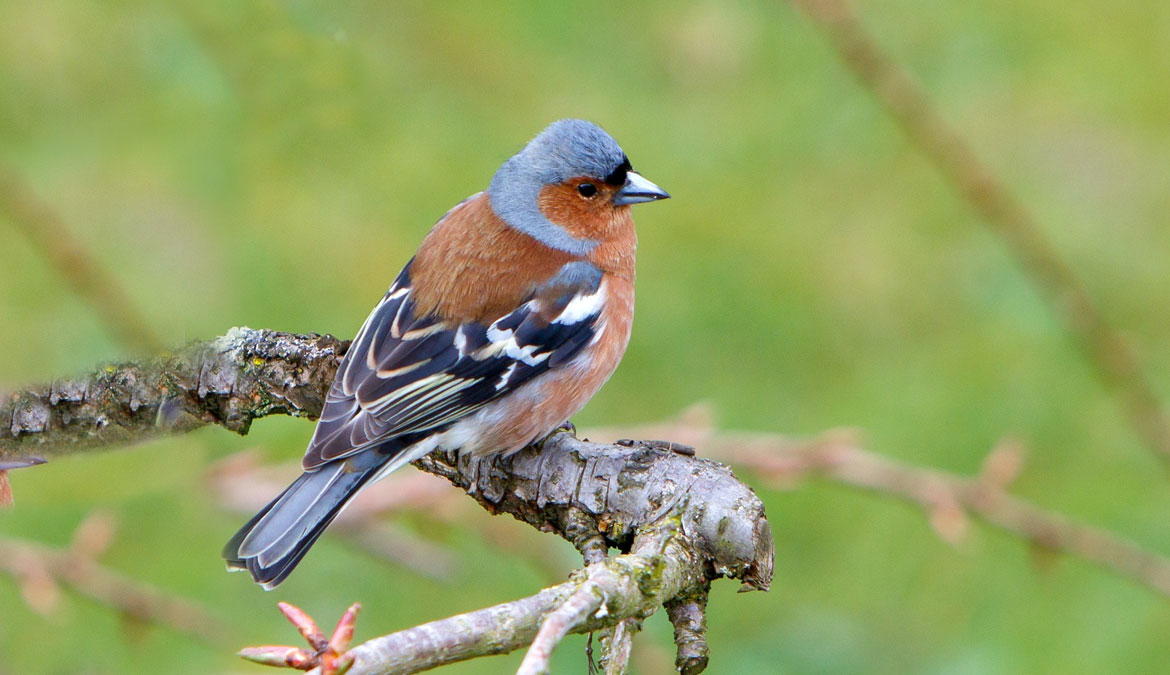 Traffico di volatili protetti sventato dalla Guardia di Finanza