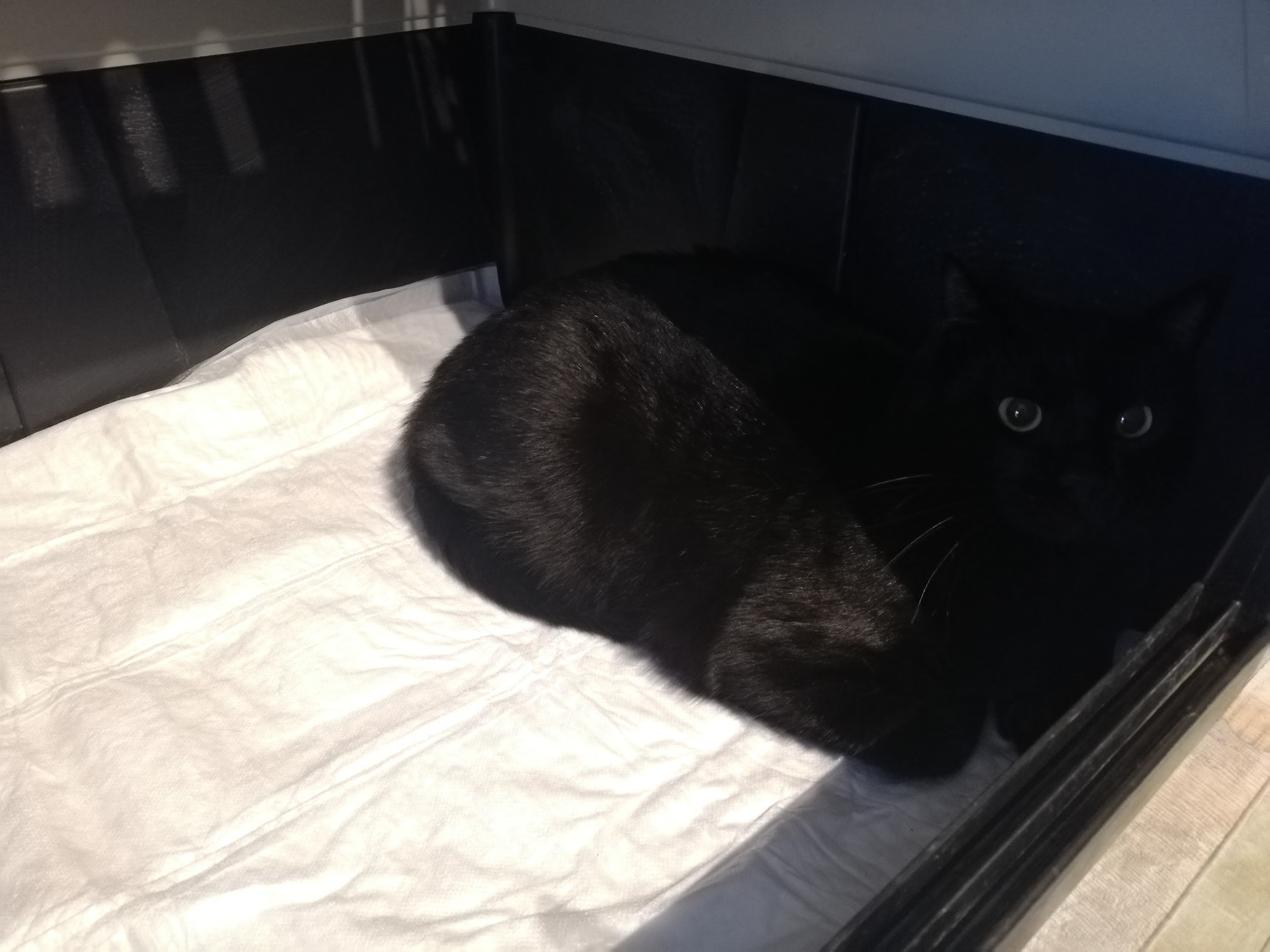 Galleria foto 'Randagismo, il ruolo delle associazioni e animali da adottare' - foto 7