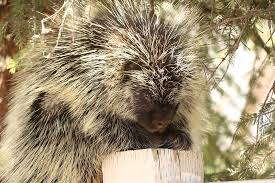 Gela, uccidono istrici con bastoni appuntiti, tre denunciati