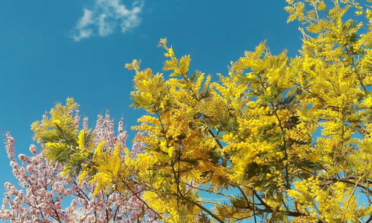 Meteo, stop al gelo, in arrivo clima da primavera anticipata