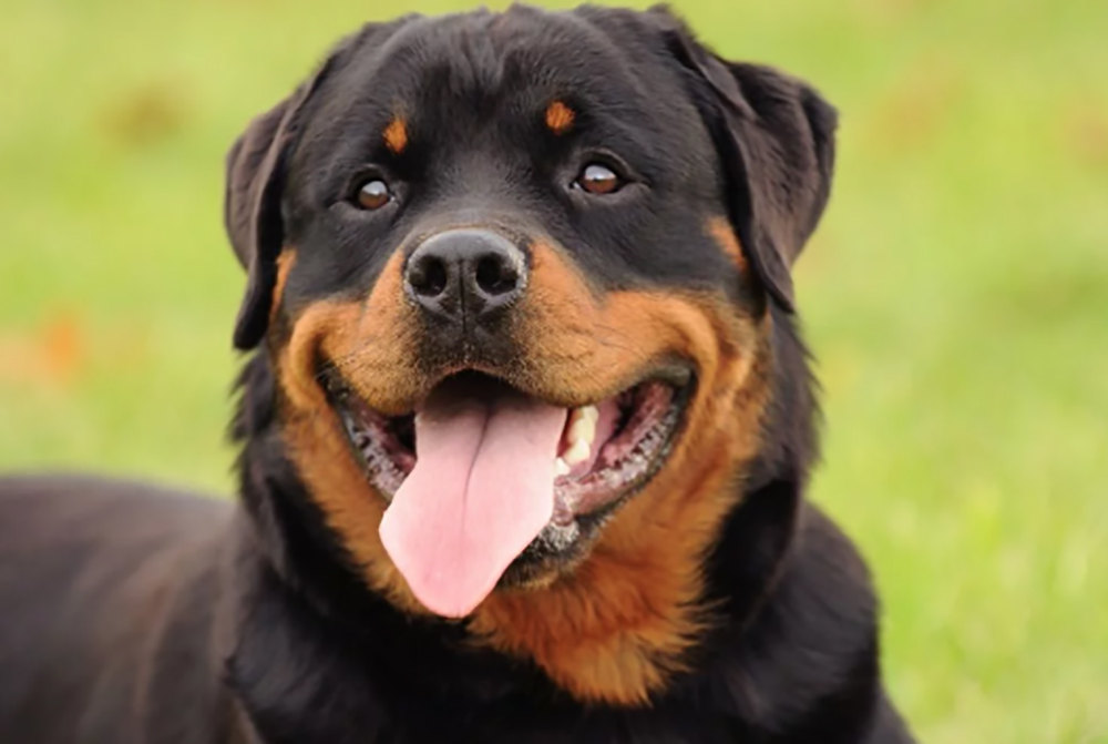 Tragedia al parco: sbranato dai rottweiler mentre fa jogging