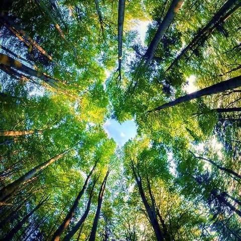 Un albero per San Valentino, gesto d’amore che aiuta il pianeta