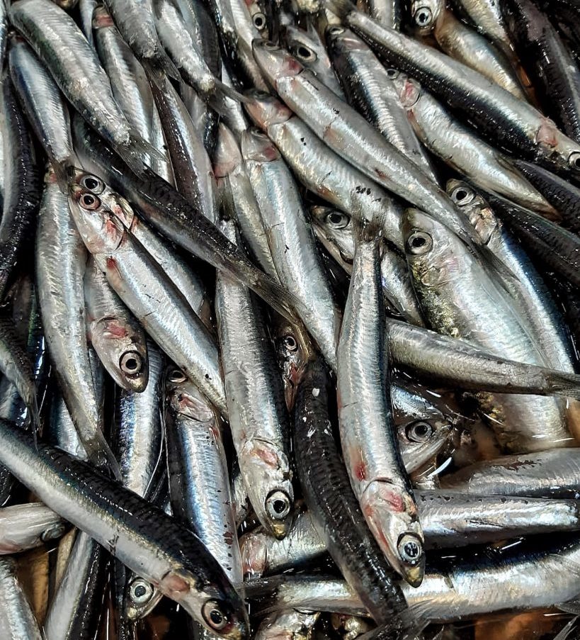 Sciacca, sequestrato laboratorio abusivo di prodotti ittici