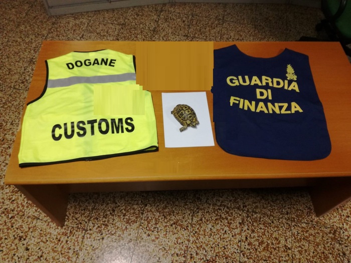 Tartaruga a rischio d’estinzione in container a Palermo