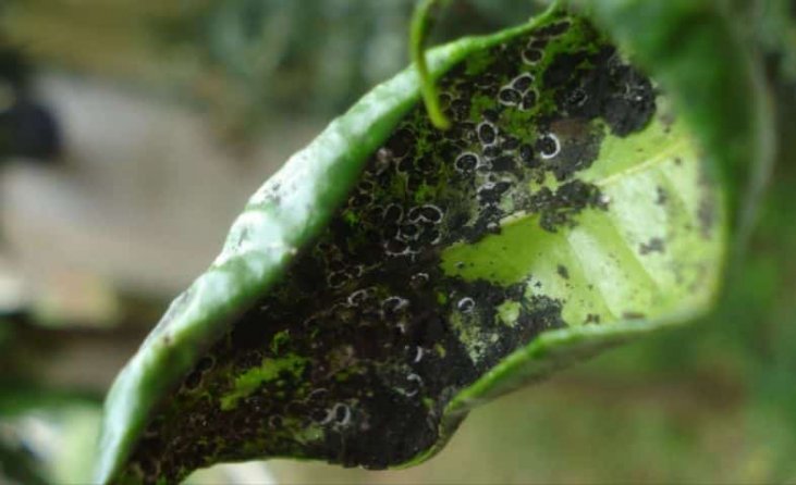 Alberi capitozzati nel catanese contro il moscerino attacca-agrumi