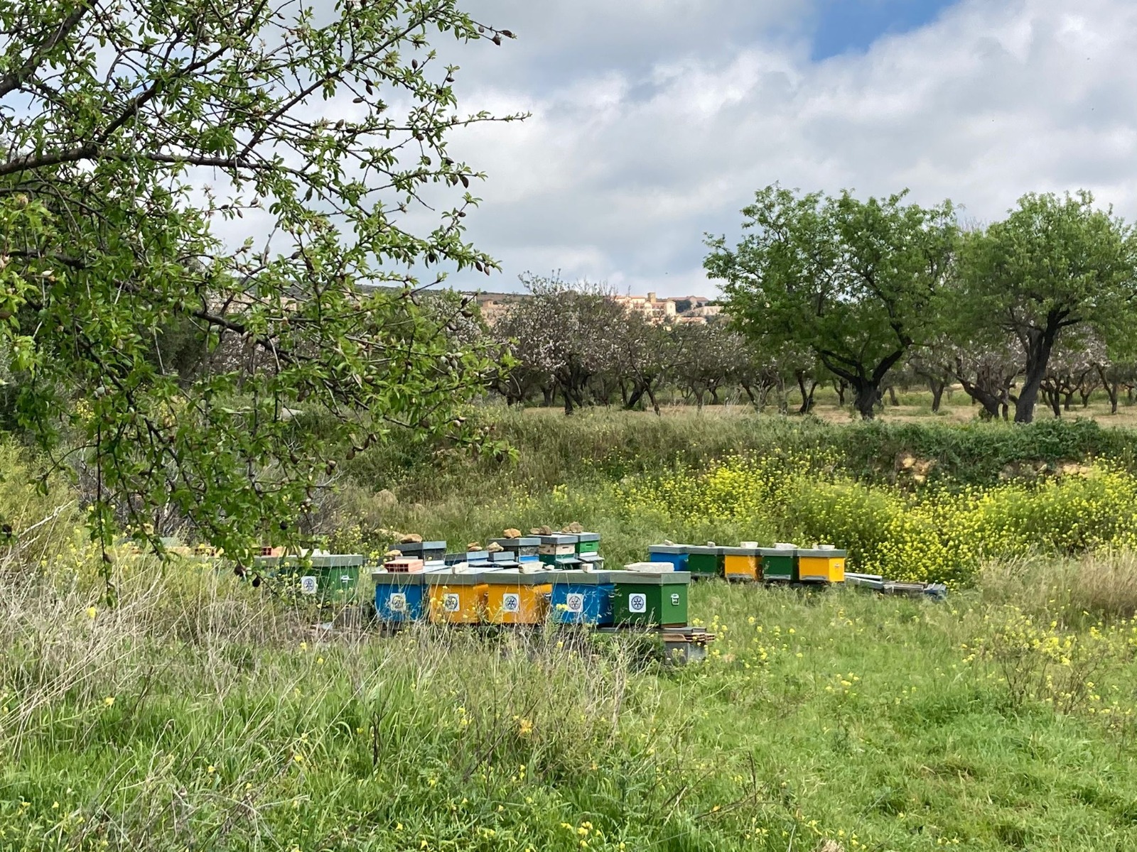 L’ape nera sicula trova casa dentro la Valle dei Templi