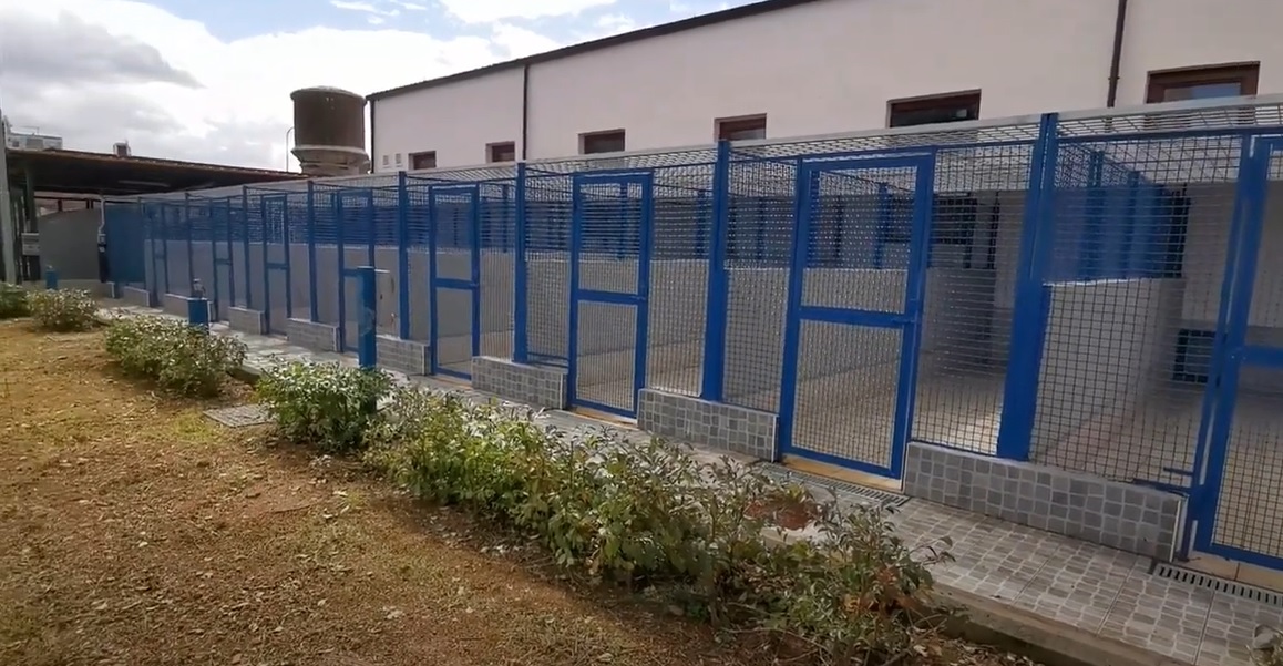 Da Comune e Asp una svolta contro il randagismo a Palermo