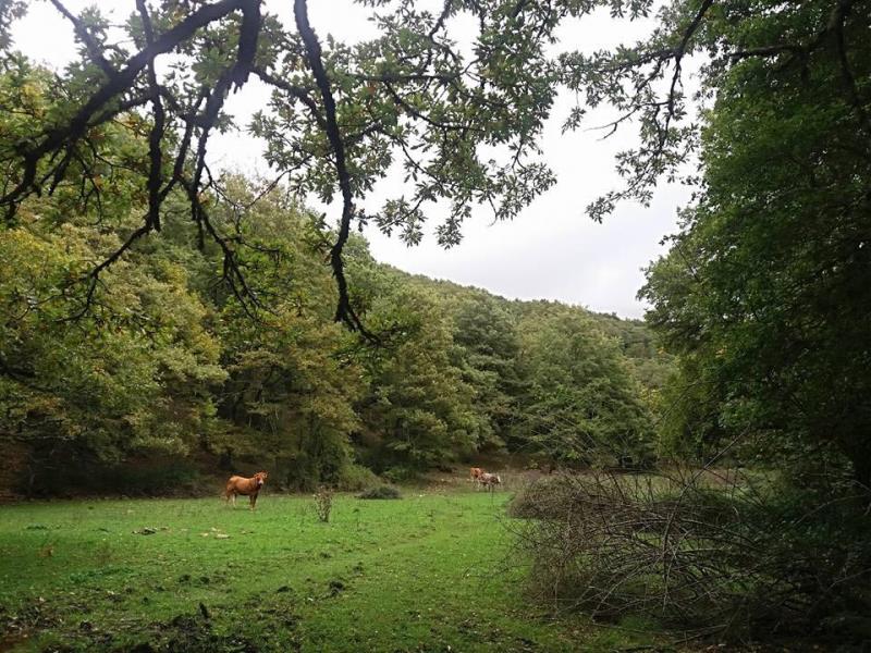 Famiglia persa nei boschi del palermitano, salvata dai forestali