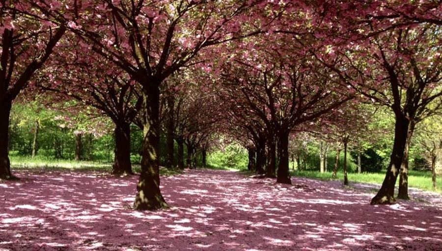 “WeTree”, nuove aree verdi dedicate a grandi donne