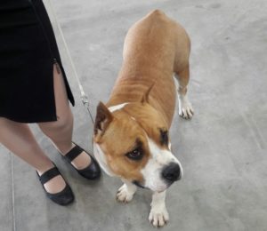 Taglia orecchie al cane, patteggia condanna a 4 mesi reclusione