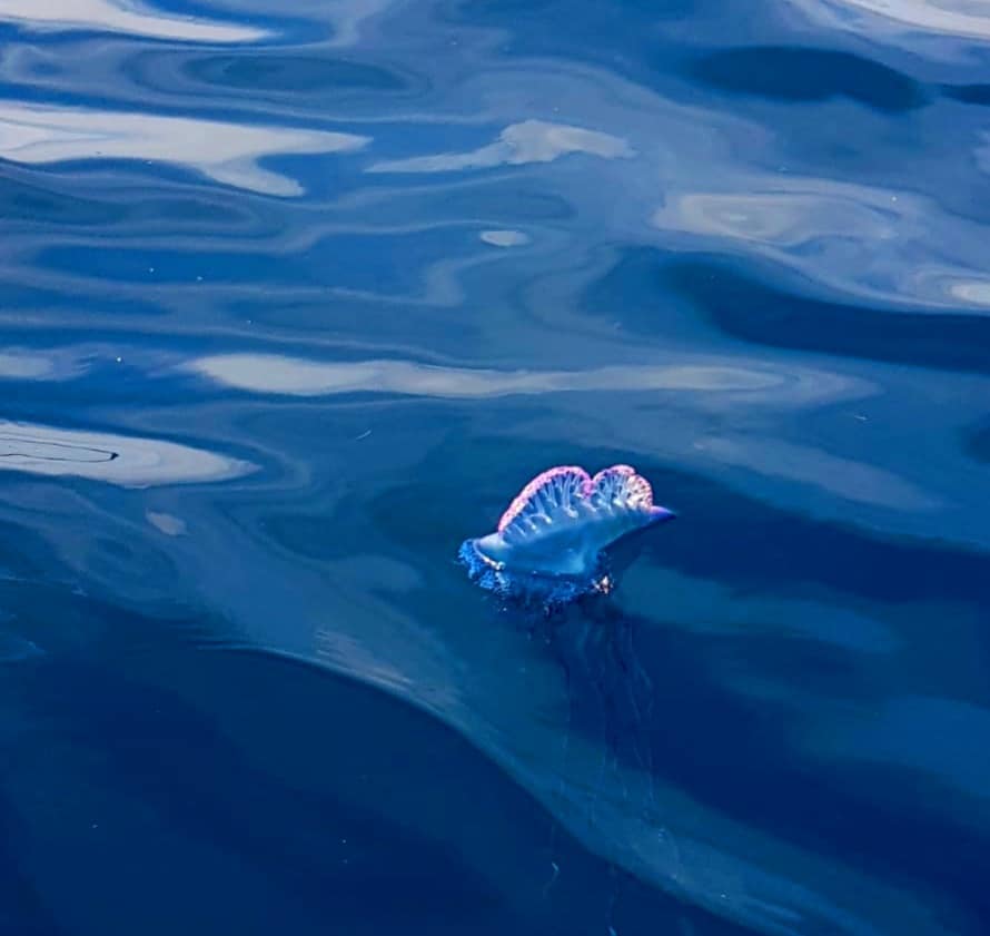 In Sicilia la pericolosa “Caravella Portoghese”, ecco cos’è In Sicilia la pericolosa “Caravella Portoghese”, ecco cos’è