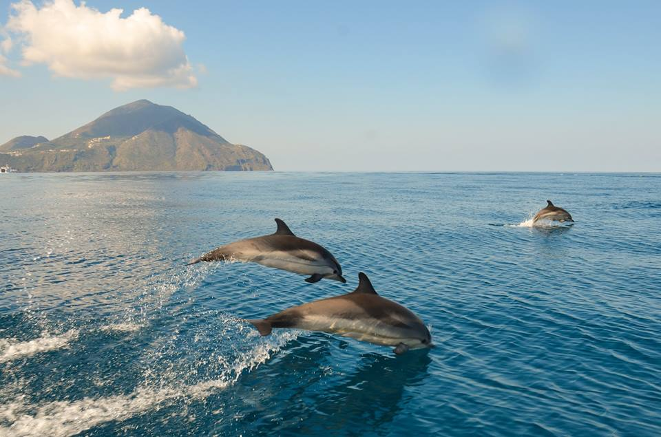 Branco di delfini avvistato a Filicudi