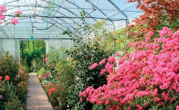 Coldiretti, da Etna gravi danni a comparto florovivaistico