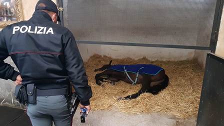 Catania, a Librino cavalli dopati in stalla abusiva, una denuncia