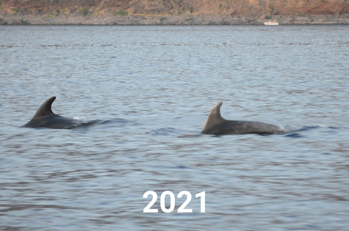 Eolie, riparte il monitoraggio dei delfini dell’arcipelago