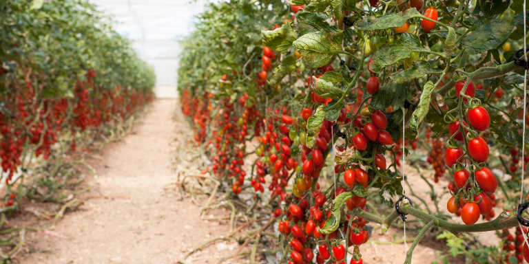 Coltivavano pomodori coperti da brevetto, due condanne a Ragusa