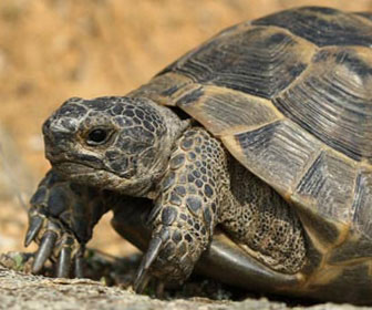 Madagascar, 19 morti dopo aver mangiato carne di tartaruga