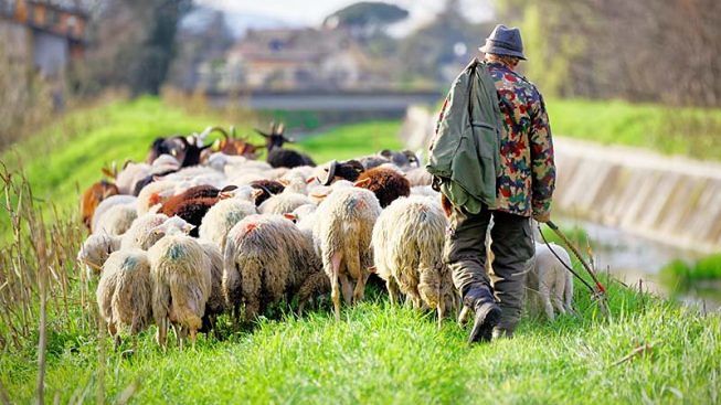 Zootecnia, dalla Regione 75 milioni per gli allevatori