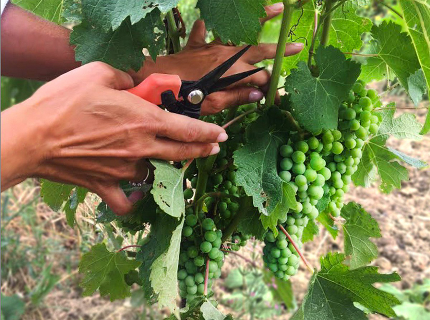 Vendemmia verde parziale, gravi ritardi sui fondi