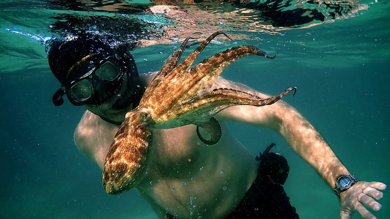 Cinema da casa… “Il mio amico in fondo al mare” su Netflix