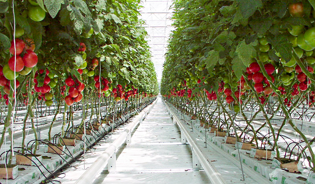 Coltivazione idroponica nel centro storico di Enna