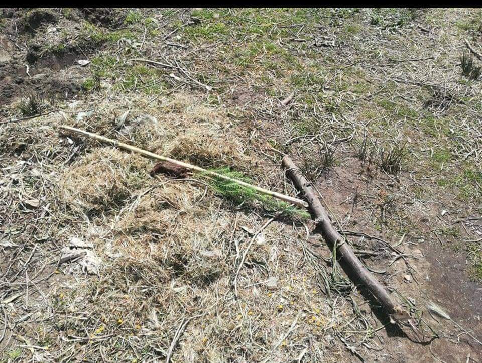 Catania, boschetto Plaia rinato e già vandalizzato, chi ha visto parli Catania, boschetto Plaia rinato e già vandalizzato, chi ha visto parli