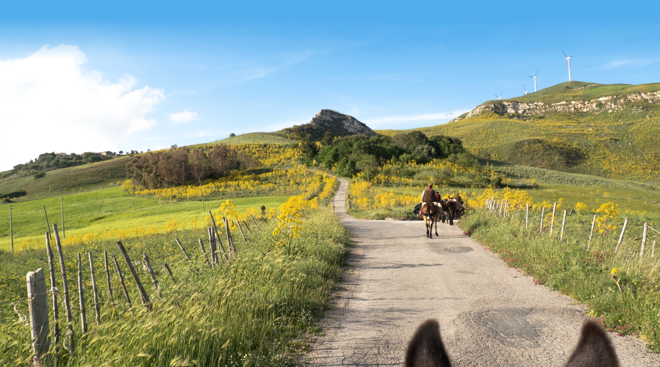 Dalla Sicilia al Piemonte a passo di mulo, il progetto Woodvivors