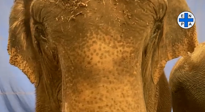 Circhi senza cibo in Sicilia e la Protezione animali manda fieno