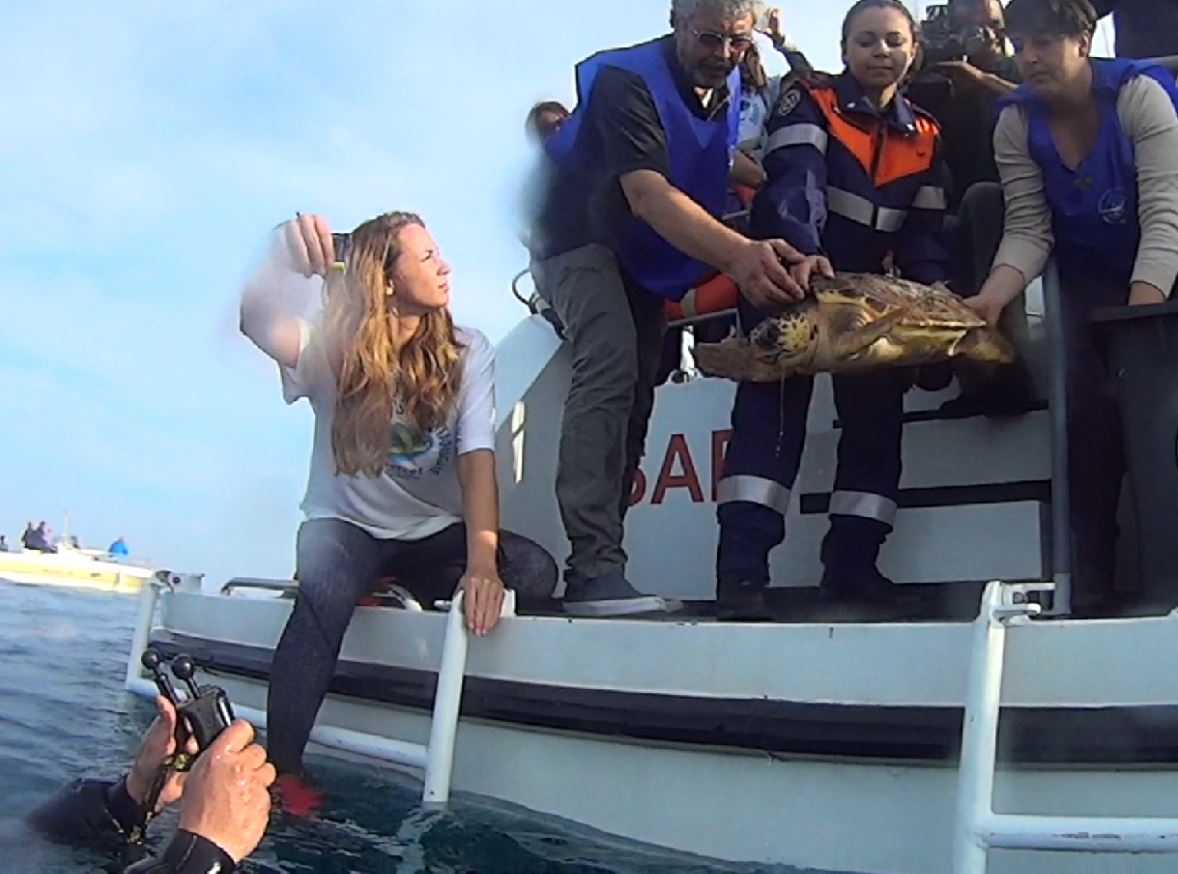 Guardia costiera, app per gli avvistamenti delle specie marine