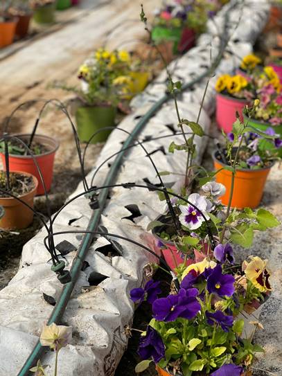 Smart up, estratti benefici ricavati da scarti agricoli e lumache