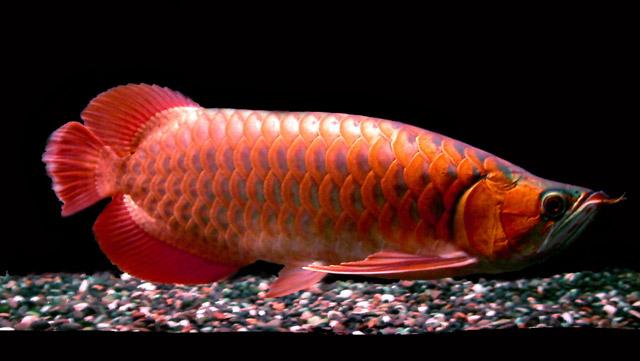 Alcamo, un “pesce drago” a casa di due evasori fiscali cinesi